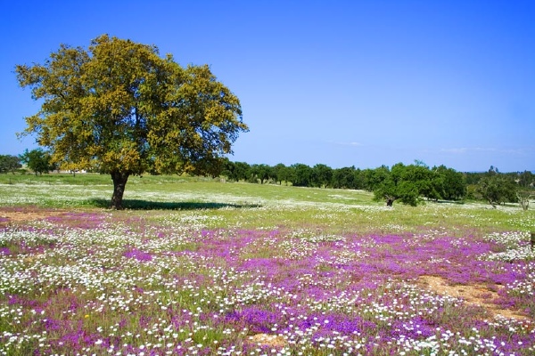 primavera